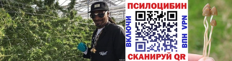 купить наркоту  Бобров  Псилоцибиновые грибы Psilocybe 